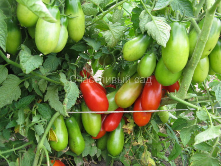 Засолочный деликатес