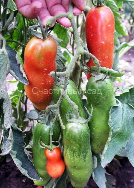 аурия.jpg Аурия