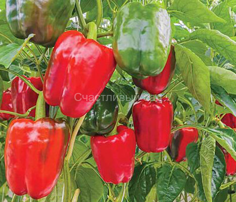 Перец Калифорнийское чудо