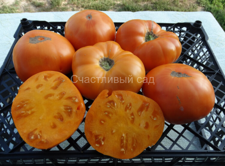 Super Nova (Супер Нова)