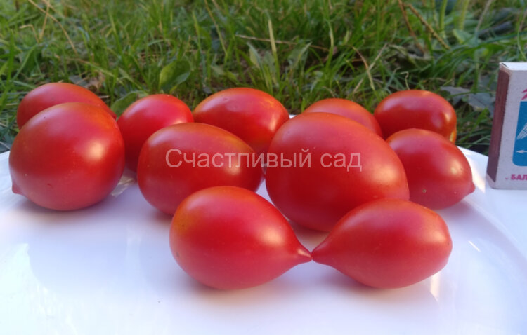 Dwarf Steamy (Гном испаряющийся)