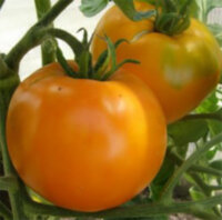 Золотой бык