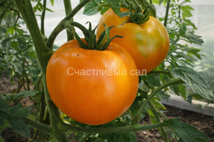 Золотой бык