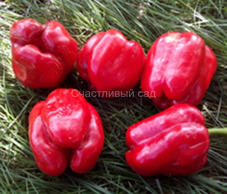 Перец Dolma Kandil