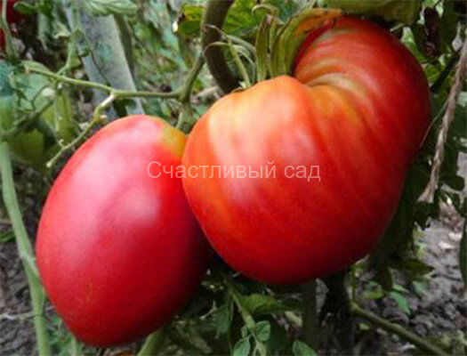 Бычье сердце Минусинское розовое