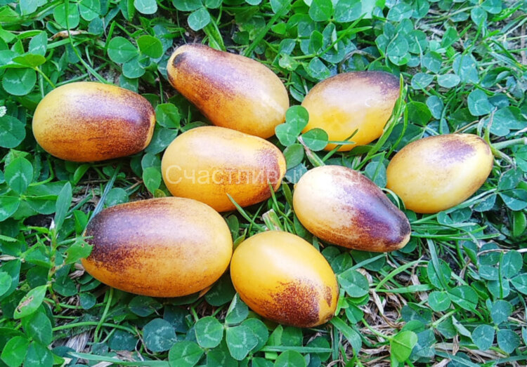 Indigo Kumquat (Индиго Кумкват)