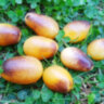 Indigo Kumquat (Индиго Кумкват)