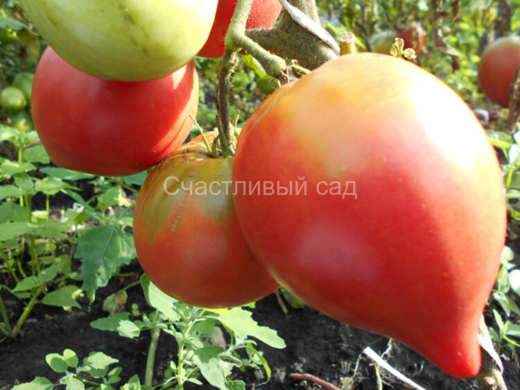 Анна Русская (Anna Russian)