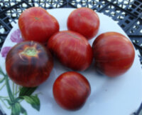 Dwarf Striped Balcan Tiger (Гном Полосатый Балканский Тигр)