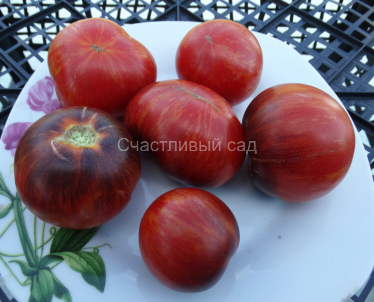 Dwarf Striped Balcan Tiger (Гном Полосатый Балканский Тигр)