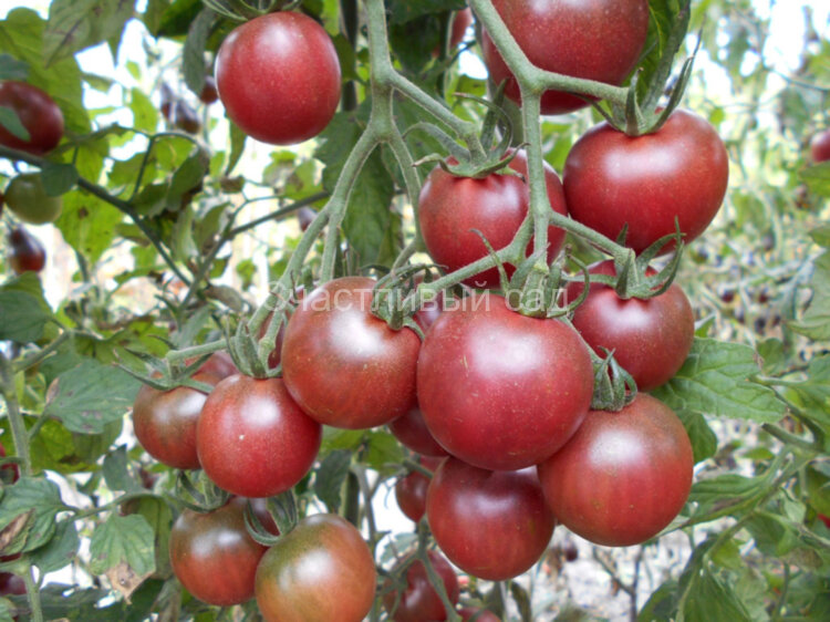 Поцелуй Неба (Kiss The Sky)