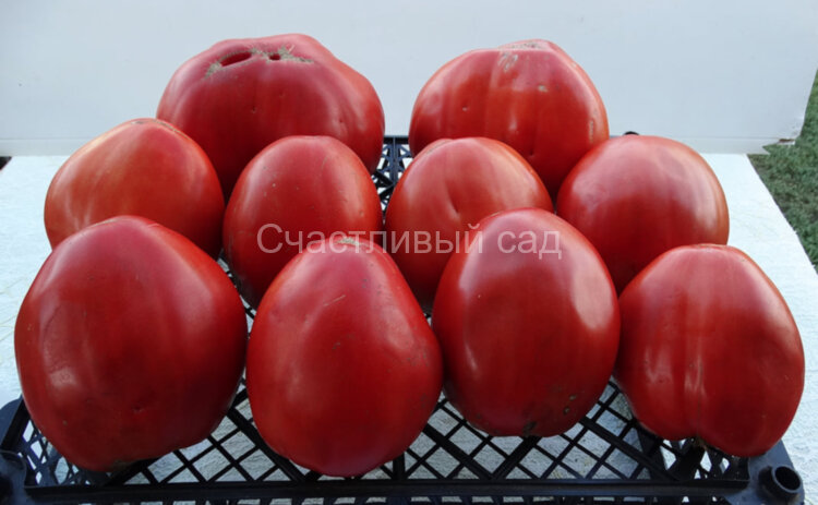 Болгарское сердце крупное