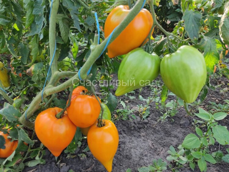 Сердце пустыни