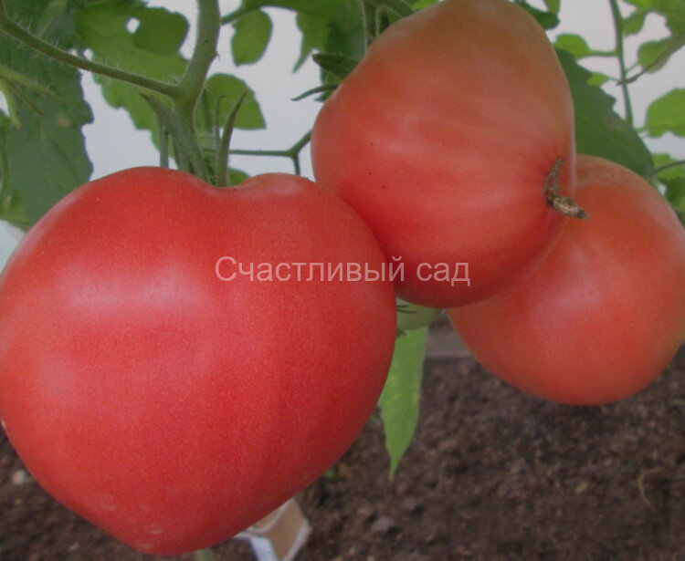 Большая малина