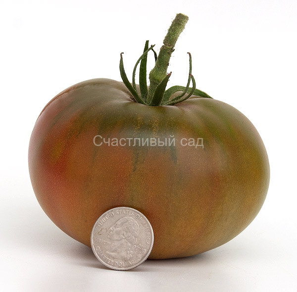 First Mate (Первый помощник) First Mate (Первый помощник)