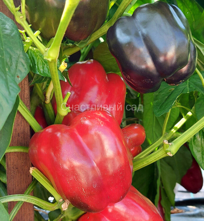 Перец Midnight Dream (Полночные мечты) Перец Midnight Dream (Полночные мечты)