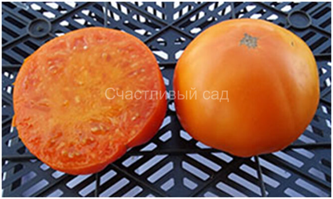 Zholty Surpriz (Желтый Сюрприз)