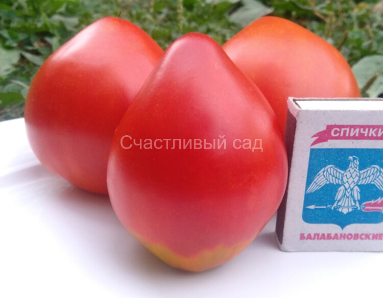 Борода принца