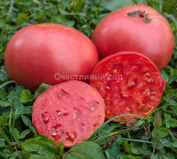 Малиновка башкирская