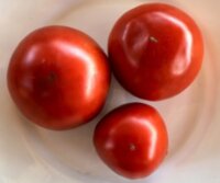 Черный консул