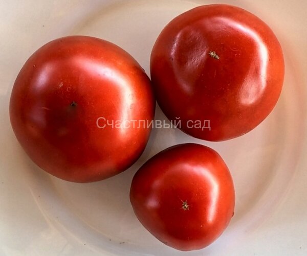 Черный консул