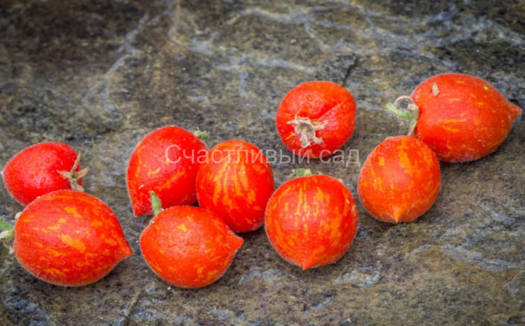 Fuzzy Wuzzy (Фузи Вузи)