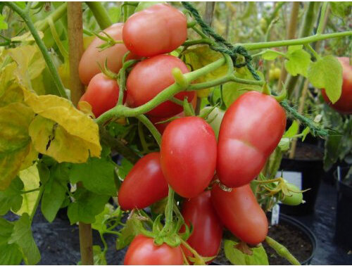 Эй Фон Пхукет (Ei von Phuket)