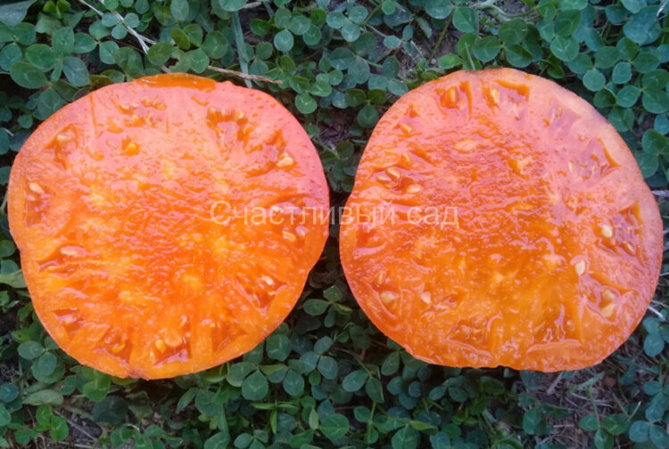 Бизон оранжевый