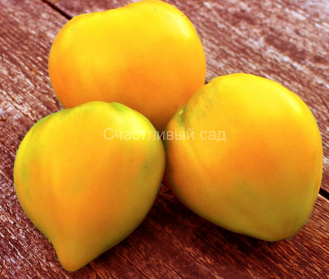 Бразильский принц