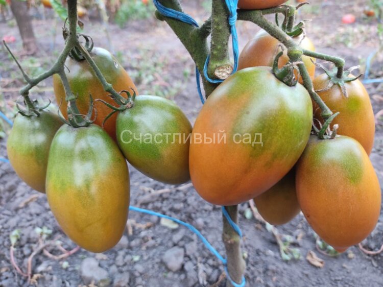 Dwarf Tiger Eye (Гном глаз тигра)