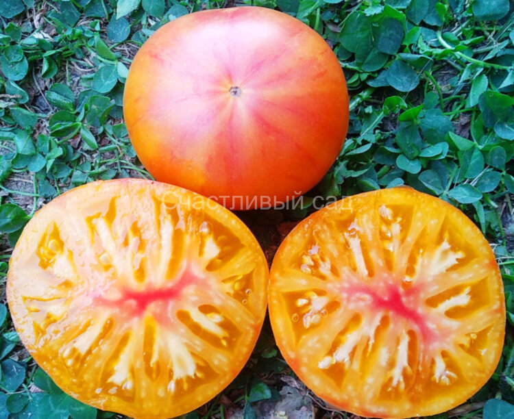 Dwarf Suz's Beauty (Гном Красота Сьюзи)