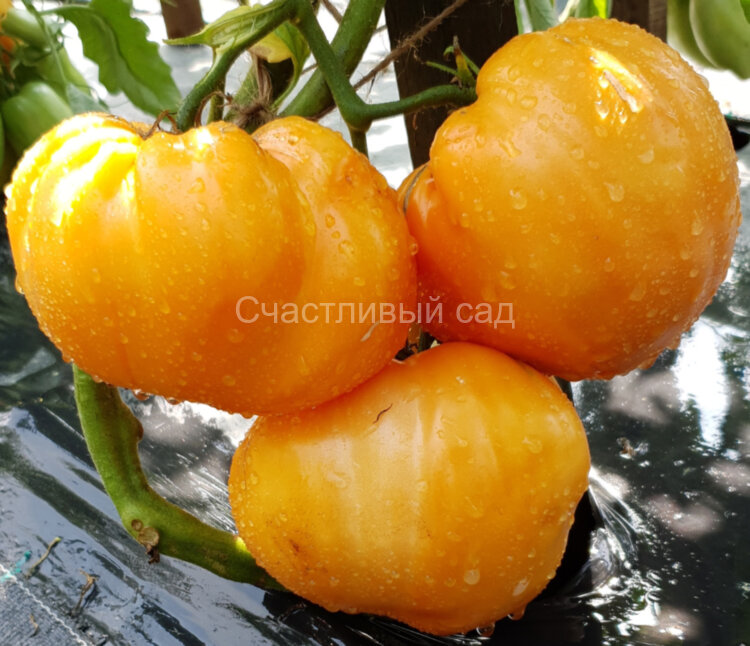 Бычье сердце Минусинское желтое