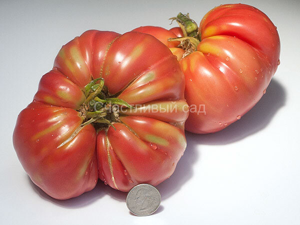 Kentucky pink (Кентукки розовый)