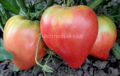 Микадо сибирико