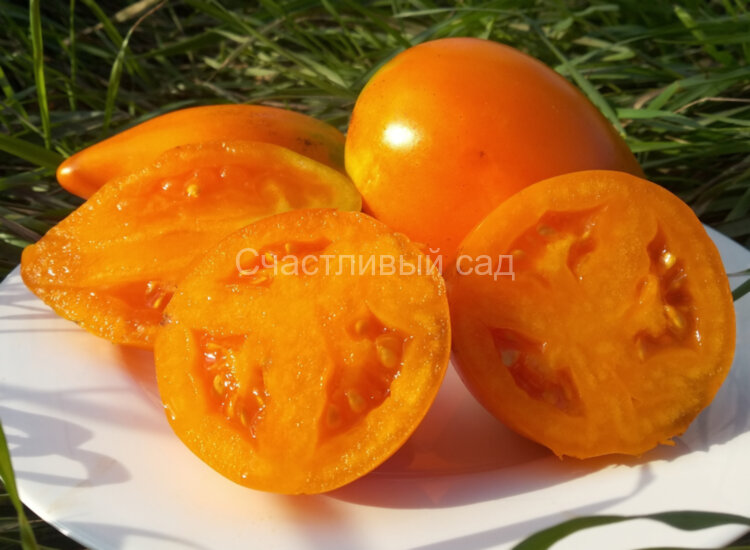 Сливка гигантская желтая Сливка гигантская желтая