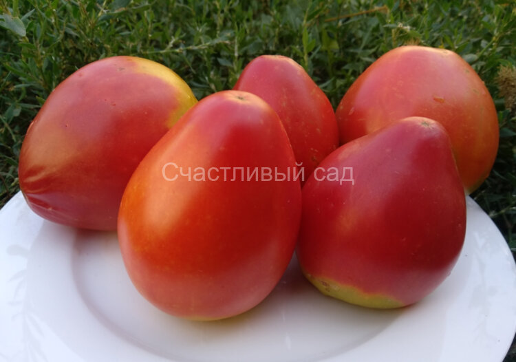 Бычье сердце гигантисимо