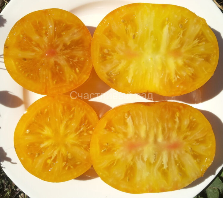 Jackass Yellow Dwarf (Гном Желтый осел)