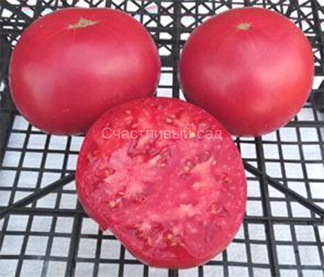 Pruden's Purple (Пурпурный Пруденса)