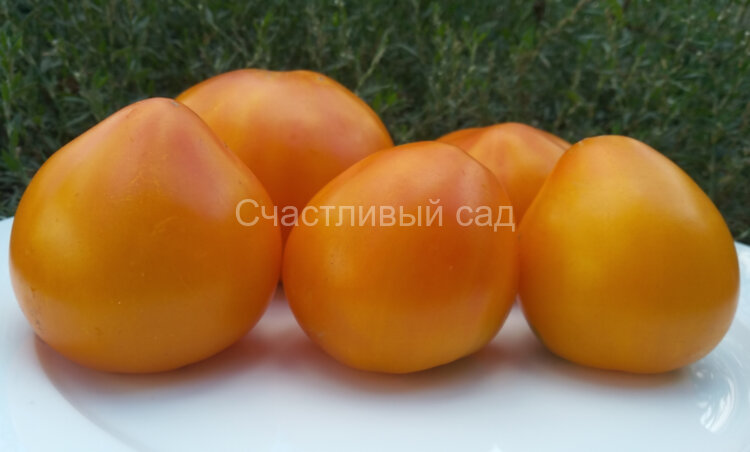 Гигант лимонный