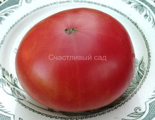 Malinowy 1955 (Розовый 1955)