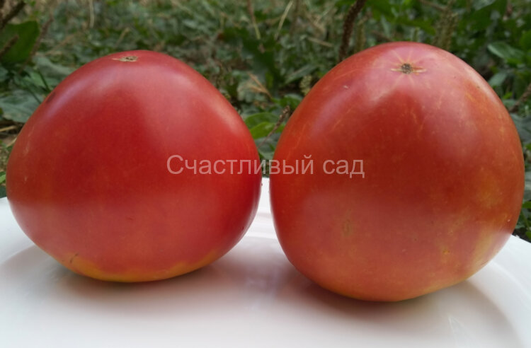 Бычье сердце Минусинское