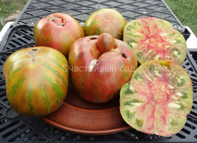 Pineapple zebra (Ананасная зебра) Pineapple zebra (Ананасная зебра)