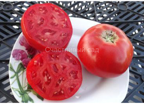 Звезда Востока Звезда Востока