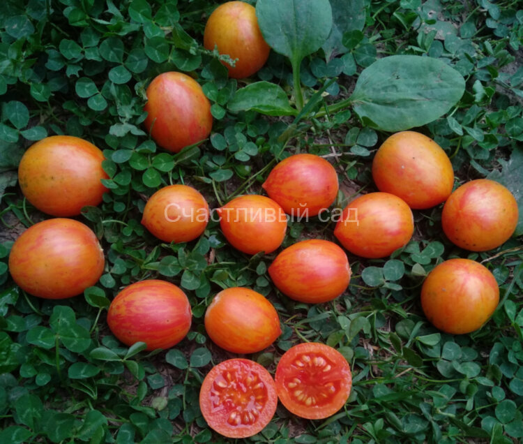 Sunrise bumble bee (Шмель на заре)