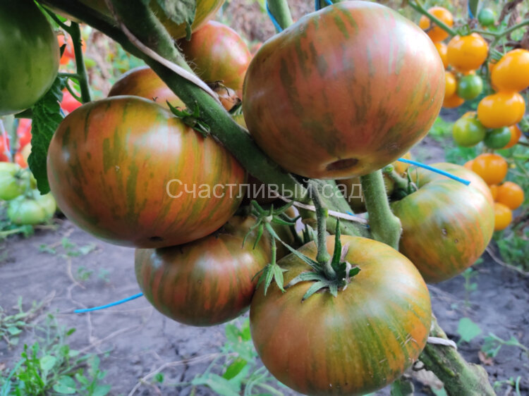 Dwarf Peppermint Stripes (Гном мятные полоски)