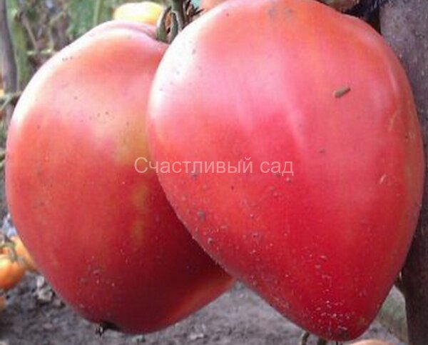 Батяня Батяня