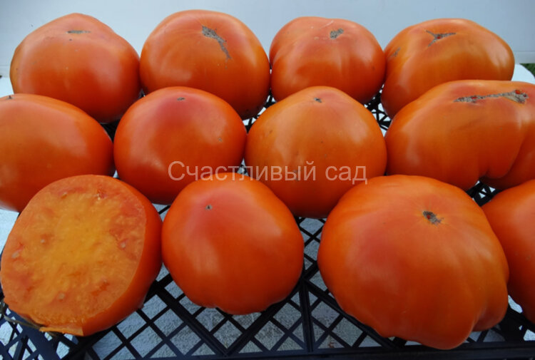 Граф Орлов (Orlov Yellow Giant)