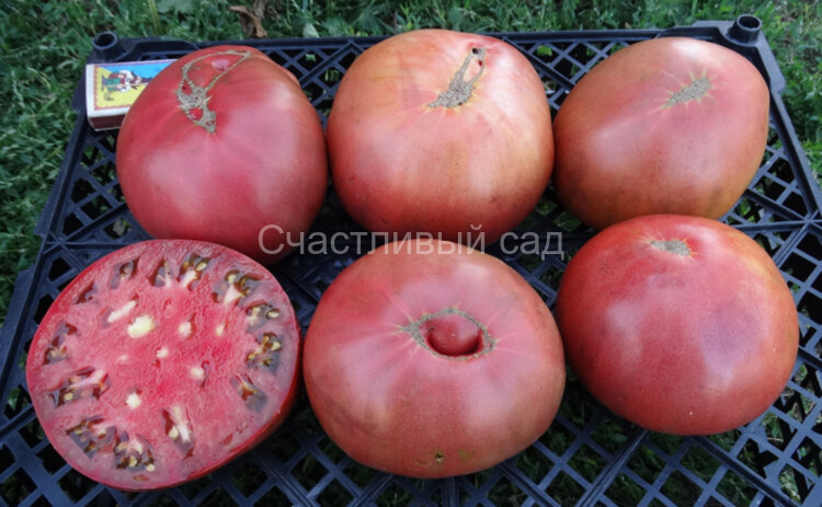 Marianna`s Peace + Cherokee Purple