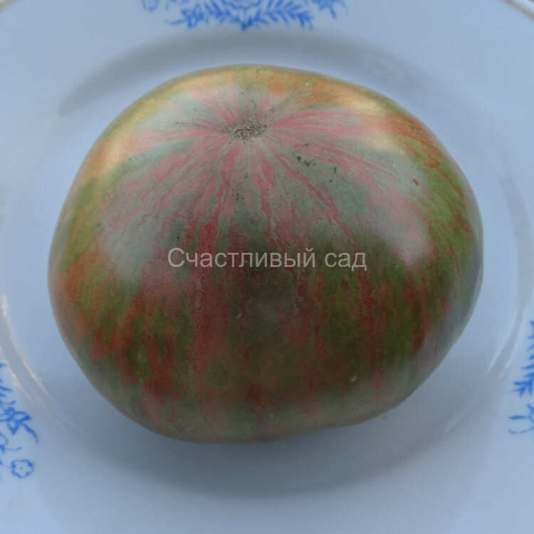 Queen Anne (Королева Анна) Queen Anne (Королева Анна)