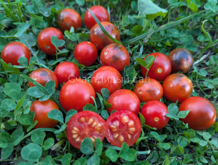 Полночь (Midnight)